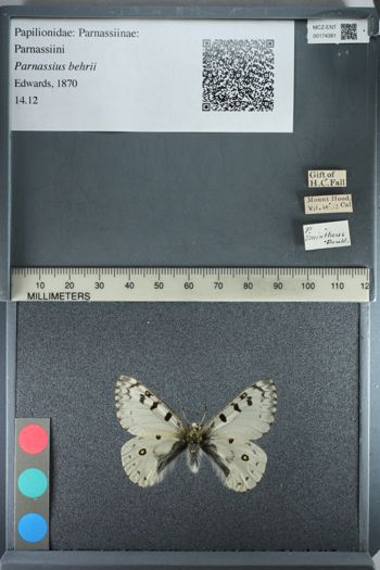 Media type: image;   Entomology 174381